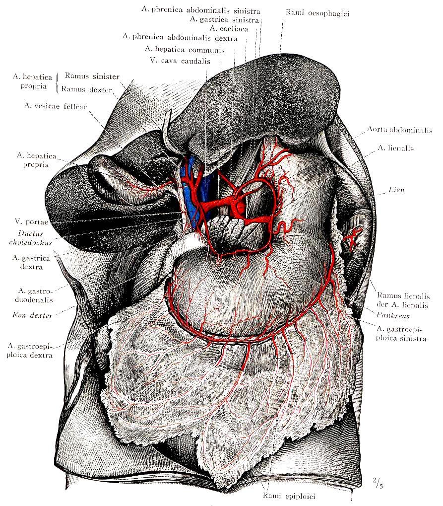 TRUNCUS
