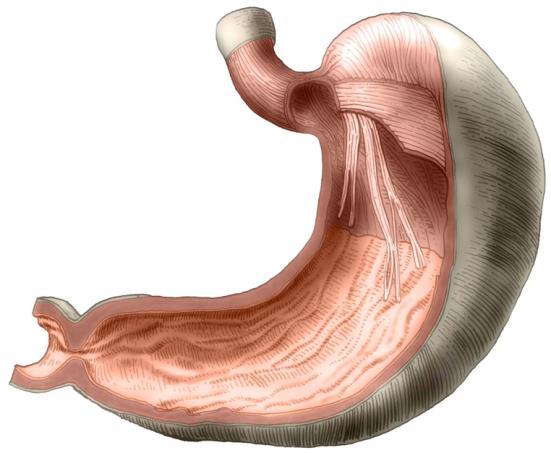 předstěra) corpus incisura angularis PYLORUS (m.