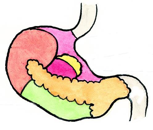 3 přední stěna břišní 4 pancreas 5 levá