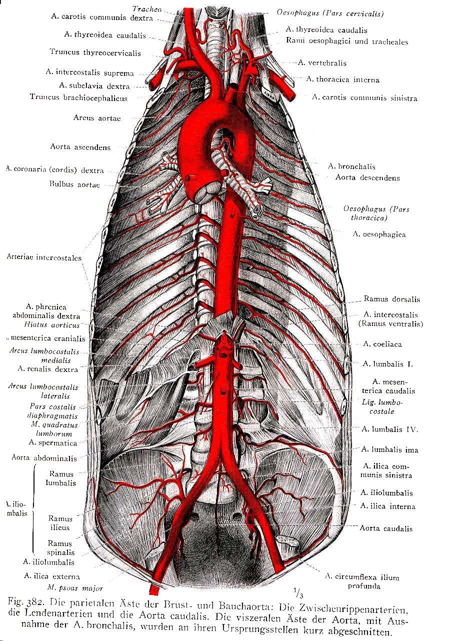 AORTA