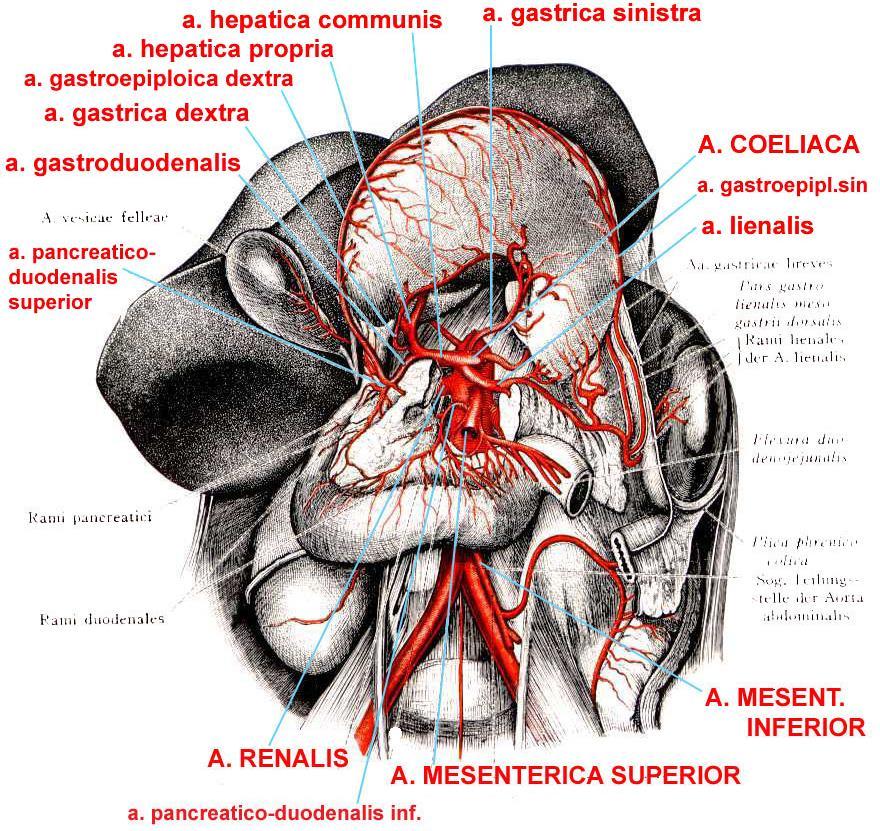 AORTA ABDOMINALIS HLAVNÍ NEPÁROVÉ VISCERÁLNÍ KMENY