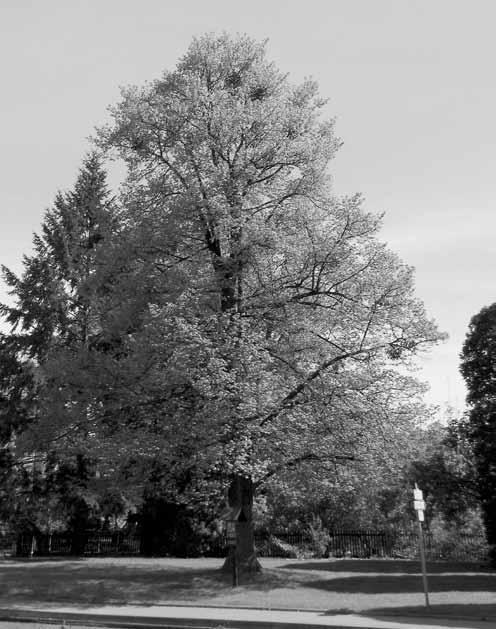 Umístění památečných stromů v Jeseníku nad Odrou je patrné z výše uvedené panoramatické fotografie obce. 1 Na snímku je pod číslem 1 lípa, která byla v roce 1968 zasazena v parku uprostřed obce.