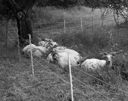 Počasí Příspěvek o ovcích již v POODŘÍ vyšel v č. 4/2003, ale krátké aktuální připomenutí jistě nebude při této příležitosti na škodu.
