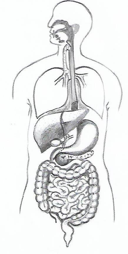 Zažívací (gastrointestinální) ústrojí také gastrointestinální trakt (GIT), je systém orgánů, které slouží k příjmu a zpracování potravy a následnému vyloučení nestravitelných zbytků z organizmu.