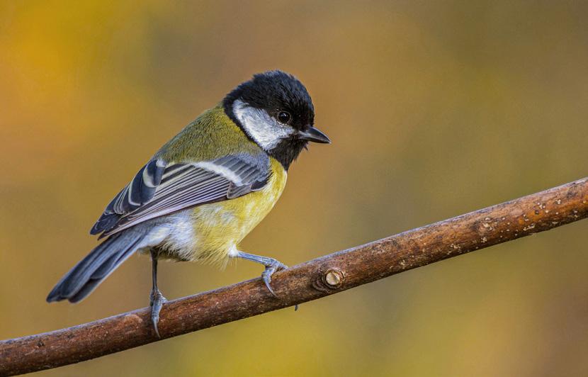 Zajímavosti z ptačí říše Personalita není jen výsadou lidí Foto: Michal Lutonský (tohbl14.wixsite.com/wild) Většina lidí si myslí, že svou osobnost (personalitu) zná důkladně.