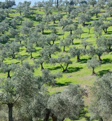 V ohrožení Při sklizni oliv ve Středomoří hynou ptáci Foto: SEO BirdLife Tradiční extenzivní pěstování oliv se zeleným podrostem Zaznamenali jste v médiích zprávu o nočním sklízení oliv ve