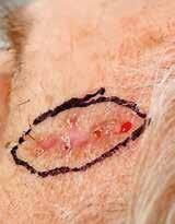 pigmentem Obr. 14  pigmentem Obr.