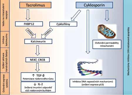 POSTGRADUÁLNÍ VZDĚLÁVÁNÍ Obr. 2 Předpokládaný imunosupresivní a proonkogenní účinek kalcineurinových inhibitorů syntéza melaninu způsobuje ztmavnutí kůže.