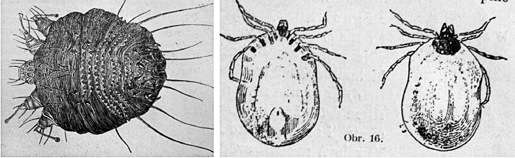 Z HISTORIE ČESKÉ DERMATOVENEROLOGIE Obr. 1 Vlevo samička Sarcoptes hominis (původce svrabu), vpravo Ixodes ricinus (klíště obecné), oba obrázky z Dermatologie I. část všeobecná.