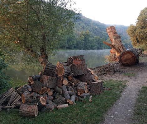Vykáceli jsme letité túje, které řadu let tvořily stěnu mezi úřadem a silnicí. Kořeny jsme vytrhali a na jejich místě už roste nový trávník.