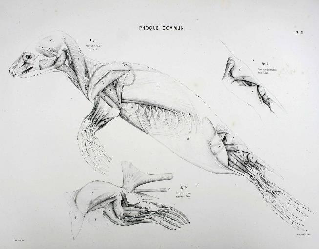 comparée (Přednášky ze srovnávací anatomie,