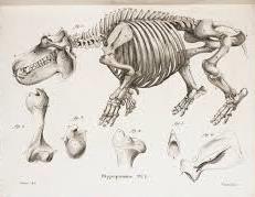 fossiles (Výzkum fosilních koster, 1812) založil