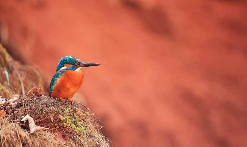 Zajímavosti z ptačí říše Pozor, hnízdo na pravoboku! Foto: Vladimír Šoltys (geo-icon.cz) Řeka má mnoho podob.