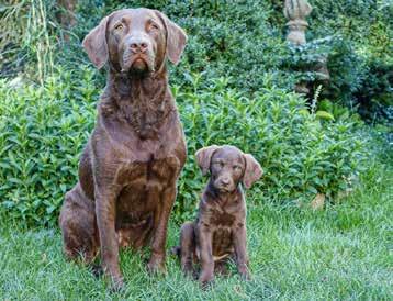 Foto: Klára Hlubocká Současné složení psí jednotky ČSO: Chesapeake Bay retrívři Viky a Irbis Irbis nová posila psí jednotky ČSO Kladení otrávených návnad s jedem karbofuranem je nejen zakázané, ale