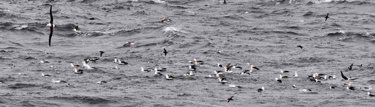 (Spheniscus magellanicus) a hle! jednoho albatrosa Bullerova (Thalassarche bulleri).