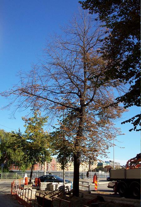 Björn Embrén,