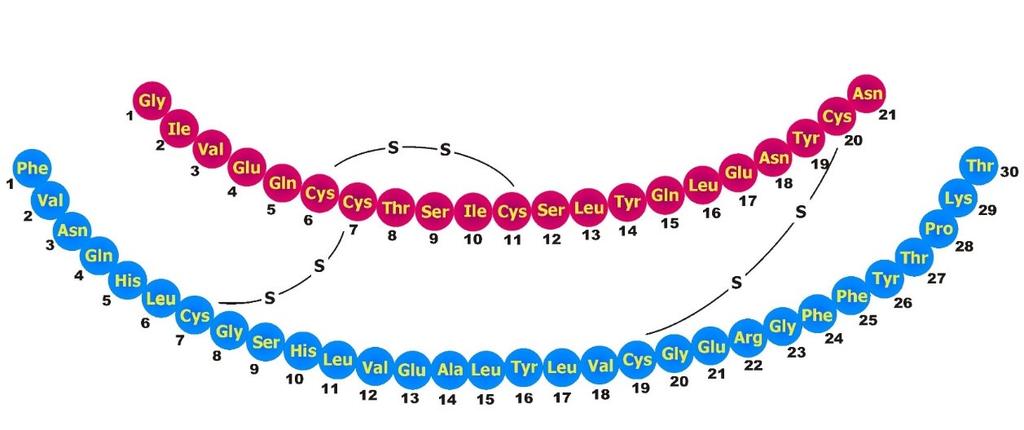 . Obrázek 2 Primární struktura lidského inzulinu. Červeně je označen řetězec A, modře řetězec B (Lenka Žáková, 2004).