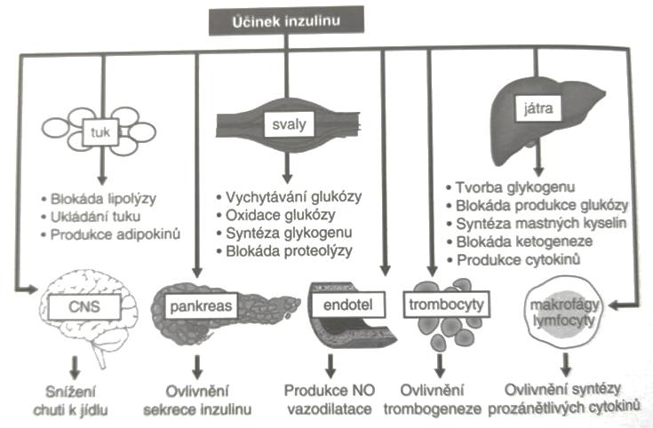 Obrázek 3 Účinky inzulinu (Pelikánová, 2018). Mezi hlavní cílové tkáně inzulinu patr í játra, svaly a tuková tkáň.