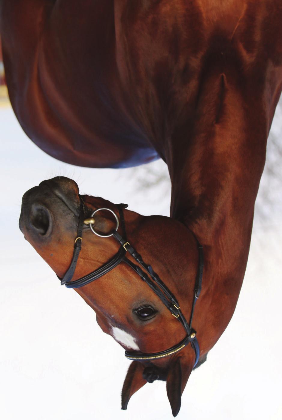 GLOBAL CHAMPION Plemenná kniha: KWPN Barva: hnědák Rok narození: 2011 Výška: 178 cm Licentován pro: AES, CS, ČT WFFS: negativní Inseminace 2021 Základní sazba: 4 000 Kč Doplatek za březí klisnu: 7