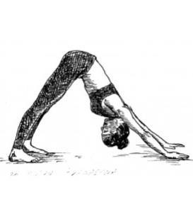 Obrázek 17 Vysoká kobra, střecha (pozice psa), rovnovážný bojovník (holubička), tanečník Zdroj: https://yoga4yogi.