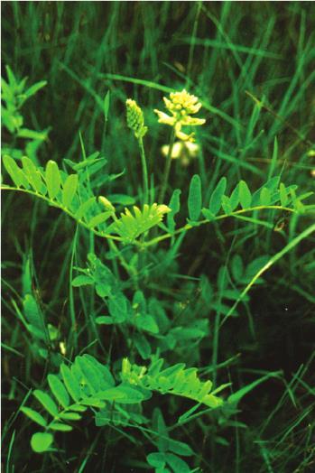 (miserotoxin) miserotoxin Většinou syntetické sloučeniny, zbarvené žlutě až oranžově