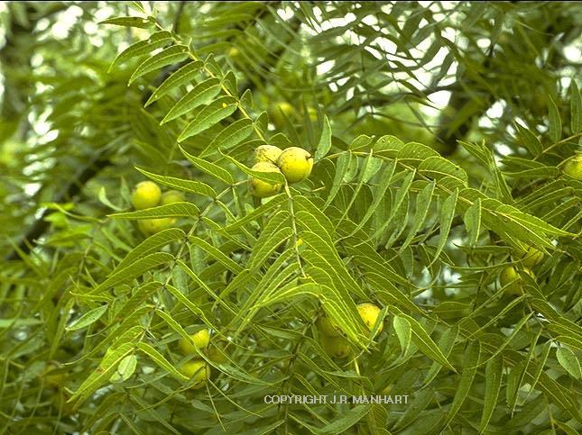 Chinony Juglans