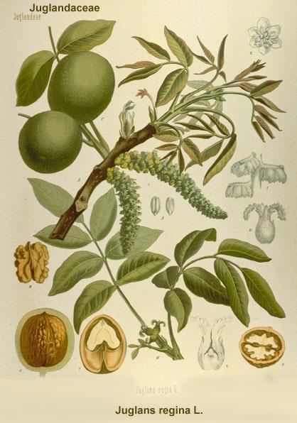 7-methyljuglon