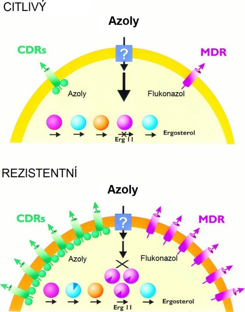 Obr. 8: Schématické znázornění molekulárních mechanismů rezistence vůči azolům, převzato z: WHITE, T. C. et al.