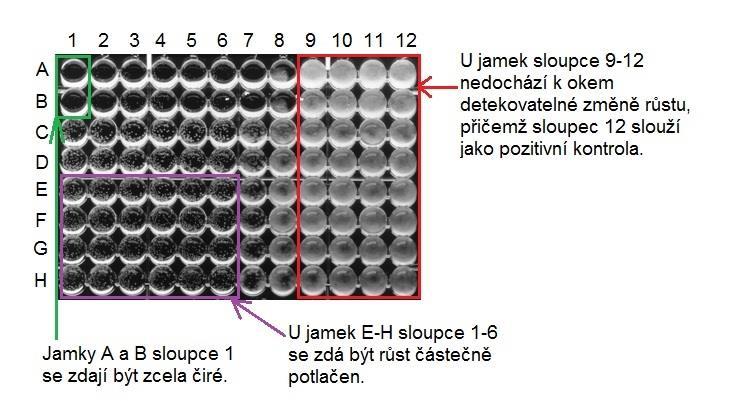Obr. 9: Ilustrativní snímek znázorňující vyhodnocení mikrotitrační destičky mikrodiluční bujónovou metodou. Testování citlivosti různých klinických izolátů vláknité mikromycety Aspergillus spp.