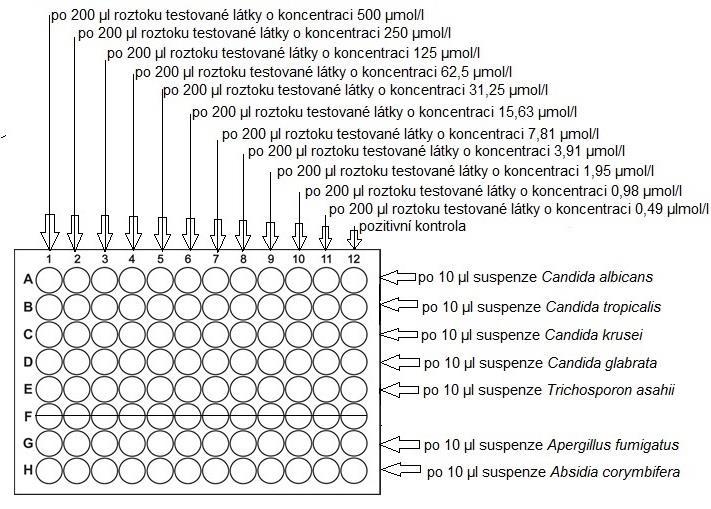 cílové koncentraci 500 µmol/l, v jamkách sloupce č. 2 je 250 µmol/l, v jamkách sloupce č. 3 je 125 µmol/l, v jamkách sloupce č. 4 je 62,5 µmol/l, v jamkách sloupce č.