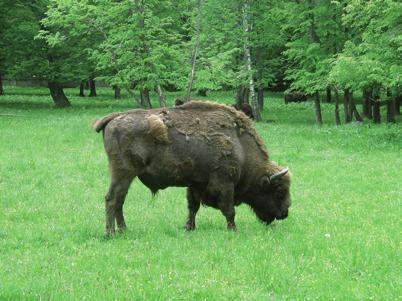 3 Zubr evropský (Bos bonasus) Bělověžský prales, zoo Rezerwat Pokazowy Zubrów. Zdroj: archiv autorů. Jediným zubrem kavkazským lidské péči byl býk Kaukasus narozený na Kavkaze v roce 1907.