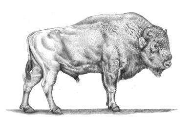 Kresba Marie Voldřichová, podle Flerov