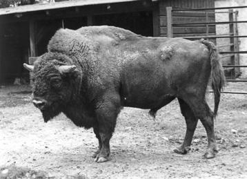 Zoo Zlín Lešná Zdejší chov založil býk Puchar II z polské obory Hodowli v roce 1959, v následujícím roce k němu přišla samice ze stejného chovu.