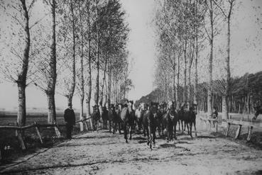 4 Po roce 1918 se změnila šlechtitelská strategie