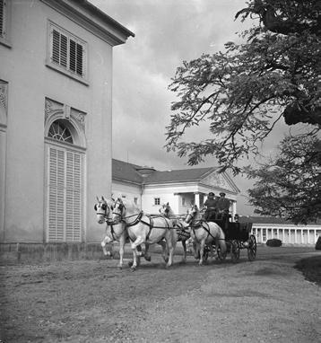 5 Čtyřspřeží starokladrubských běloušů (v pozadí zámek Kačina). Foto: Ing. František Šach 3. 10. 1957. Zdroj: fotoarchiv NZM. Jedná se o koně císařů a králů, který je označován za tzv.