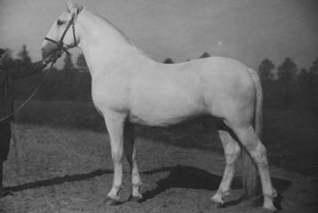 6 Generalissimus XXIII.