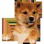 dogoffice.