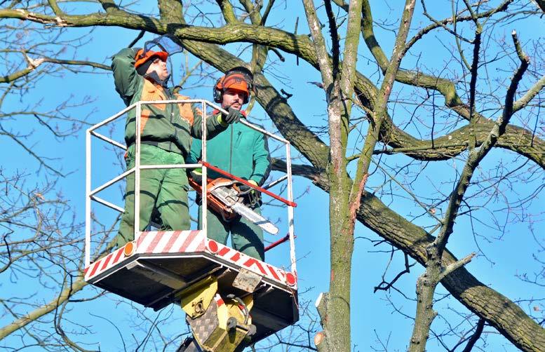 ČÍSLO 5 / 2020 životní prostředí 5 Uschlé větve i celé stromy musely pryč V městském parku a jeho okolí měli specialisté na údržbu dřevin v posledních dnech napilno.