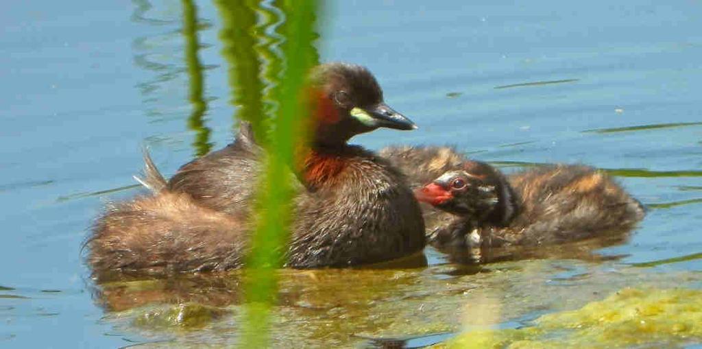 Zahnízdila zde a vyvedla mladé i naše nejmenší potápka - potápka malá. Na vodě se často potápí a na hladině setrvává jen krátce.