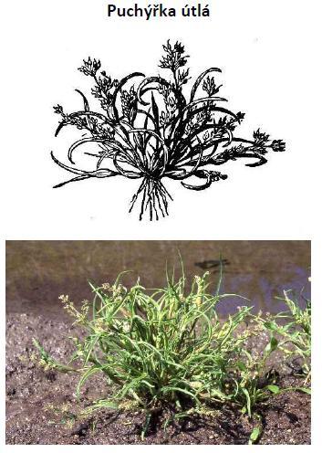 VI Obrázky puchýřky útlé Obr. 1. Učební materiál puchýřka útlá. Zdroj: http://www.nature.