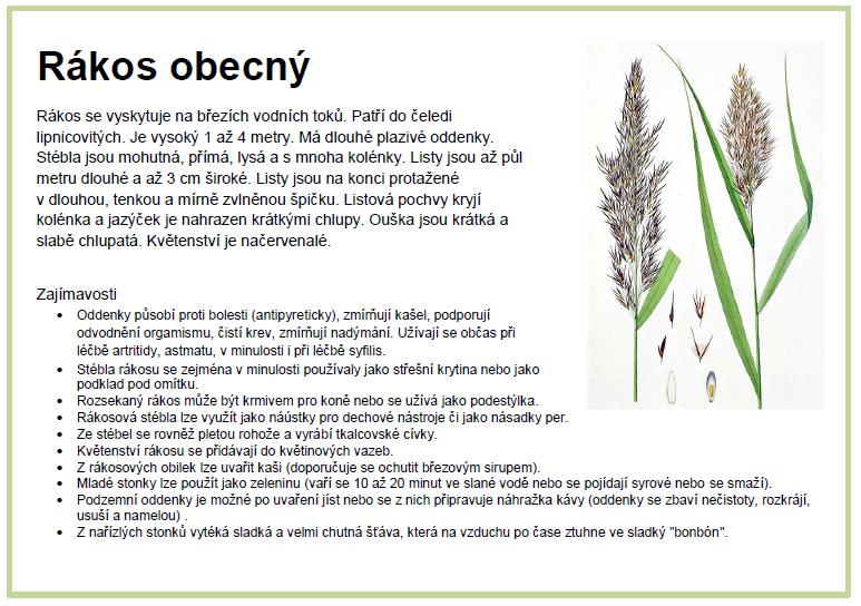 Obr. 1. Učební materiál rákos obecný.
