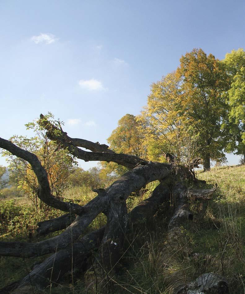 145 xxx Krajina Národního parku Šumava Tomáš Dohnal, Pavel