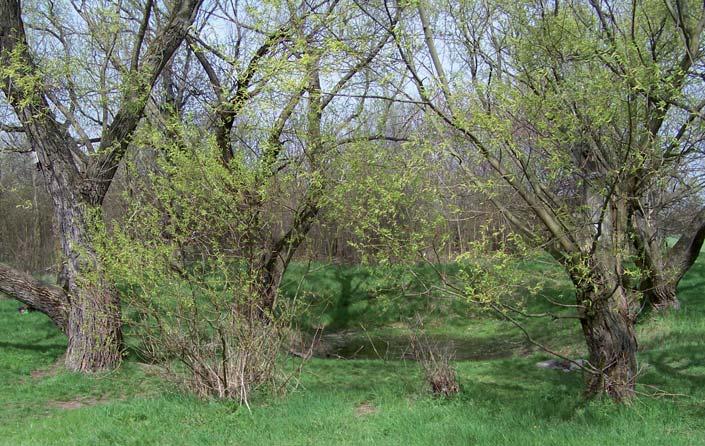 Správu kraje Přemyslovci přesunuli do dvou menších hradišť na protilehlém břehu říčky Kouřimky, kde později vzniklo i královské město Kouřim.