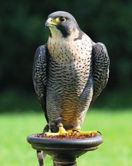 Zoologické a sokolnické rozdělení dravců Ptačí říše obsahuje tři řády dravých ptáků Falconiformes, Accipitriformes a Cathartiformes sokoly, ostatní dravce a kondory. Celkem čítají asi 300 druhů.