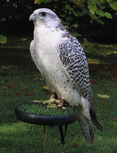 Raroh velký (Falco cherrug) je pták mírně větší než sokol stěhovavý (terček samec: rozpětí 110 cm, hmotnost 800 g; samice: rozpětí 125 cm, hmotnost 1100 g).