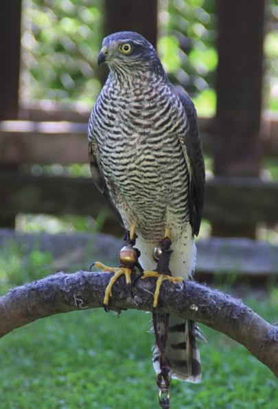 Krahujec obecný (Accipiter nisus) patří podle evropských měřítek mezi malé dravce (terček samec: rozpětí 62 cm, hmotnost 150 g; samice: rozpětí 75 cm, hmotnost 260 g).