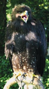 Jednoznačně nejpoužívanějším orlem v sokolnictví je orel skalní (Aquila chrysaetos), který kombinací velikosti (terček samec: rozpětí 200 cm, hmotnost 3700 g; samice: rozpětí 220 cm, hmotnost