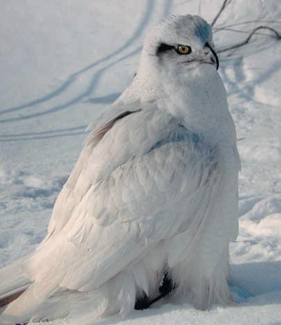 nazývá Accipiter gentilis, což zní vznešeně. Ve skutečnosti to však znamená něco jako příbuzný, náležící ke stejnému rodu.