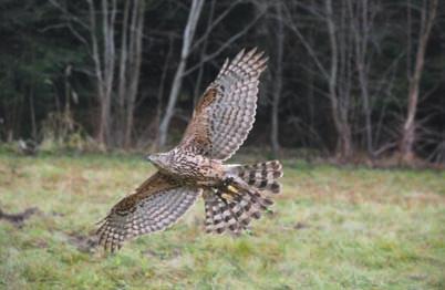 Mé vlastní poznatky Jestřáb lesní, Accipiter gentilis, nádherný dravý pták, je největší a nejvzácnější z celého rodu Accipiter.