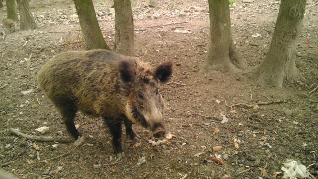 3. Životní cyklus divokých prasat Divoké prase je kosmopolitním druhem, nejvíce se vyskytuje v Evropě, Asii, severní Americe a jako invazivní druh ve Spojených státech a Kalifornii.